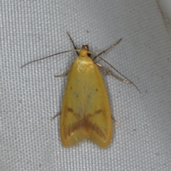 Aeolothapsa malacella (A Concealer moth) at Rosedale, NSW - 15 Nov 2019 by jbromilow50