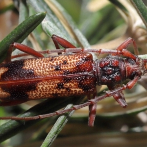 Phoracantha synonyma at Acton, ACT - 13 Nov 2019