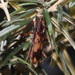 Phoracantha synonyma at Acton, ACT - 13 Nov 2019