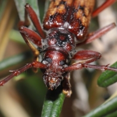 Phoracantha synonyma at Acton, ACT - 13 Nov 2019