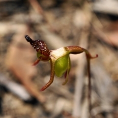 Caleana minor (Small Duck Orchid) at O'Connor, ACT - 18 Nov 2019 by shoko