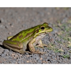 Litoria aurea (Green and Golden Bell Frog) at Kioloa, NSW - 16 Nov 2019 by kdm