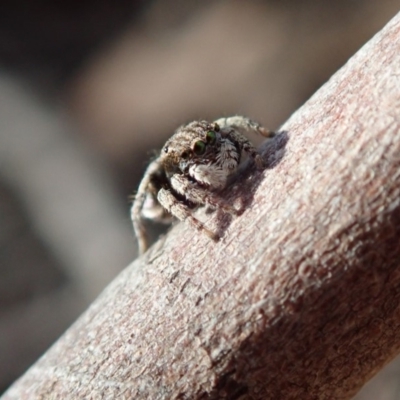 Maratus vespertilio (Bat-like peacock spider) at Curtin, ACT - 17 Nov 2019 by Laserchemisty