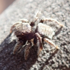 Maratus vespertilio at Curtin, ACT - suppressed