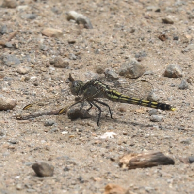 Orthetrum caledonicum (Blue Skimmer) at Tomakin, NSW - 15 Nov 2019 by jbromilow50