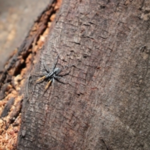 Nyssus coloripes at Cook, ACT - 17 Nov 2019