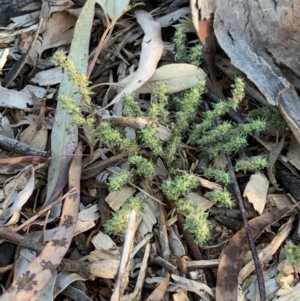 Paronychia brasiliana at Weston, ACT - 17 Nov 2019