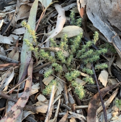 Paronychia brasiliana (Brazilian Whitlow) at Weston, ACT - 17 Nov 2019 by AliceH