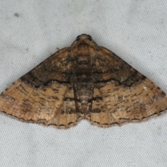 Aporoctena (genus) (A Geometrid moth (Ennominae)) at Rosedale, NSW - 15 Nov 2019 by jb2602