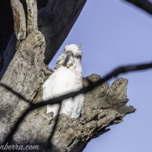 Cacatua galerita at Garran, ACT - 16 Nov 2019