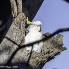 Cacatua galerita at Garran, ACT - 16 Nov 2019