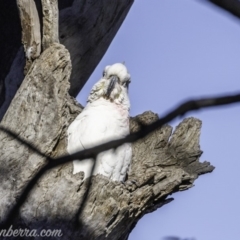 Cacatua galerita at Garran, ACT - 16 Nov 2019