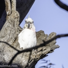 Cacatua galerita at Garran, ACT - 16 Nov 2019