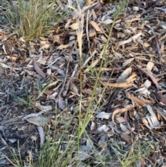 Austrostipa scabra (Corkscrew Grass, Slender Speargrass) at Fowles St. Woodland, Weston - 16 Nov 2019 by AliceH