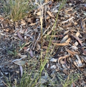 Austrostipa scabra at Weston, ACT - 16 Nov 2019