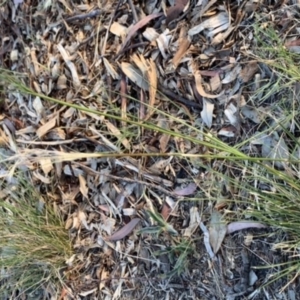 Austrostipa scabra at Weston, ACT - 16 Nov 2019