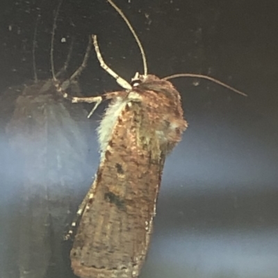 Proteuxoa nycteris (A Noctuid moth) at Aranda, ACT - 18 Nov 2019 by Jubeyjubes