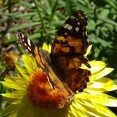 Vanessa kershawi (Australian Painted Lady) at Acton, ACT - 17 Nov 2019 by JanetRussell