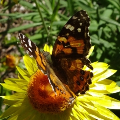 Vanessa kershawi (Australian Painted Lady) at Acton, ACT - 17 Nov 2019 by JanetRussell