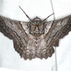 Hypobapta tachyhalotaria (Varied Grey) at Rosedale, NSW - 15 Nov 2019 by jbromilow50