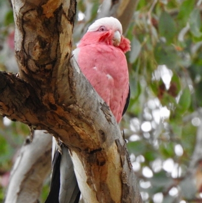 Eolophus roseicapilla (Galah) at Aranda, ACT - 12 Nov 2019 by KMcCue