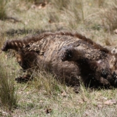 Vombatus ursinus (Common wombat, Bare-nosed Wombat) at Mongarlowe River - 18 Nov 2019 by LisaH