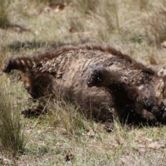 Vombatus ursinus (Bare-nosed Wombat) at Mongarlowe, NSW - 18 Nov 2019 by LisaH