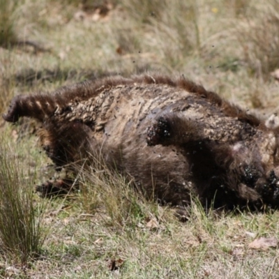 Vombatus ursinus (Common wombat, Bare-nosed Wombat) at Mongarlowe River - 18 Nov 2019 by LisaH