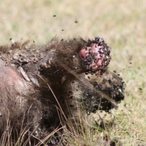 Vombatus ursinus at Mongarlowe, NSW - 18 Nov 2019