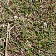 Romulea minutiflora (Small-flowered Onion Grass) at Mongarlowe River - 18 Nov 2019 by LisaH