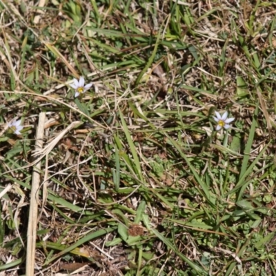 Romulea minutiflora (Small-flowered Onion Grass) at Mongarlowe, NSW - 18 Nov 2019 by LisaH