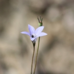 Wahlenbergia capillaris (Tufted Bluebell) at Mongarlowe, NSW - 18 Nov 2019 by LisaH