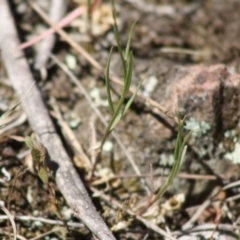 Wahlenbergia capillaris at Mongarlowe, NSW - 18 Nov 2019