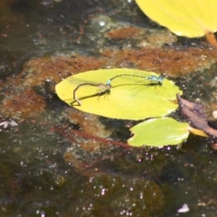 Austroagrion watsoni (Eastern Billabongfly) at Mongarlowe, NSW - 18 Nov 2019 by LisaH