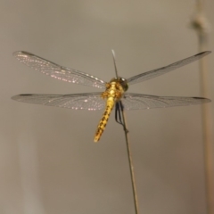 Diplacodes melanopsis (Black-faced Percher) at Mongarlowe River - 18 Nov 2019 by LisaH