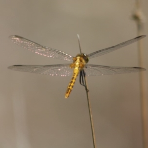 Diplacodes melanopsis at Mongarlowe, NSW - 18 Nov 2019