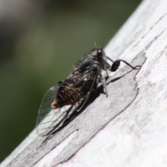 Pauropsalta mneme at Mongarlowe, NSW - 18 Nov 2019