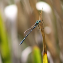 Austrolestes cingulatus (Metallic Ringtail) at Mongarlowe River - 18 Nov 2019 by LisaH