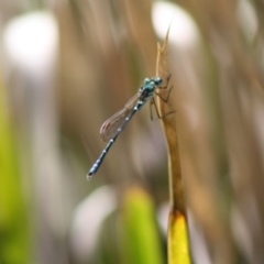 Austrolestes cingulatus at Mongarlowe, NSW - 18 Nov 2019 04:14 PM