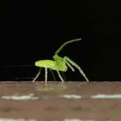 Cetratus rubropunctatus (Long green crab spider) at Acton, ACT - 13 Nov 2019 by TimL