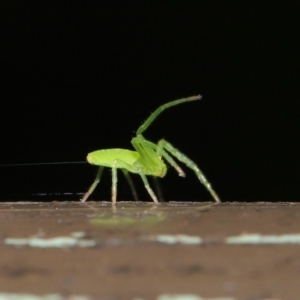 Cetratus rubropunctatus at Acton, ACT - 13 Nov 2019