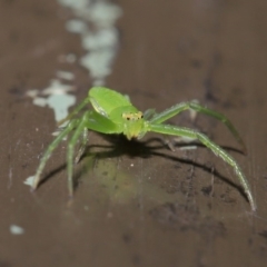 Cetratus rubropunctatus at Acton, ACT - 13 Nov 2019