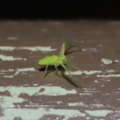 Cetratus rubropunctatus at Acton, ACT - 13 Nov 2019