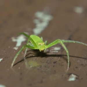 Cetratus rubropunctatus at Acton, ACT - 13 Nov 2019