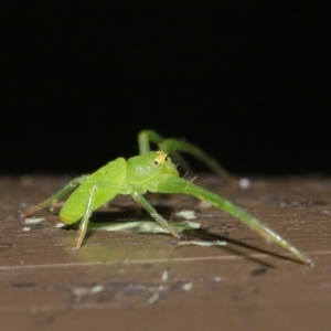 Cetratus rubropunctatus at Acton, ACT - 13 Nov 2019