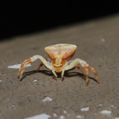 Thomisus sp. (genus) (A crab spider) at Acton, ACT - 13 Nov 2019 by TimL
