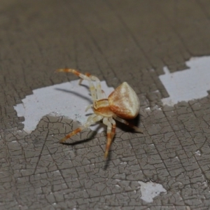 Thomisus sp. (genus) at Acton, ACT - 13 Nov 2019