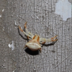 Thomisus sp. (genus) at Acton, ACT - 13 Nov 2019