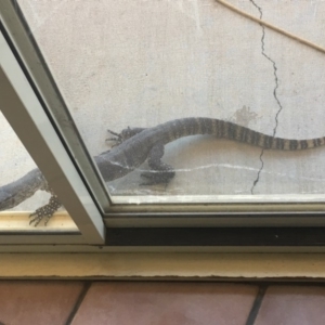 Varanus rosenbergi at Michelago, NSW - suppressed