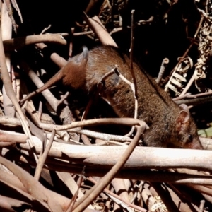 Antechinus mimetes mimetes at Paddys River, ACT - 17 Nov 2019